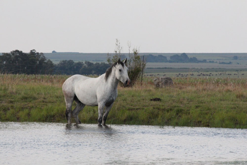 Pure bred percheron sport horses007.jpg